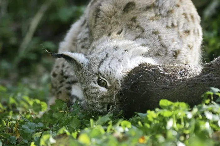 Framed Print : European eurasian lynx (felis lynx)