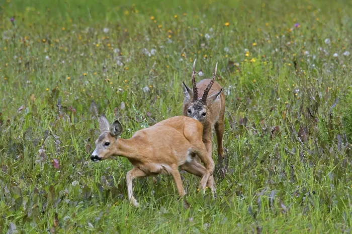 Framed Print : European european roe deer (Capreolus capreolus)