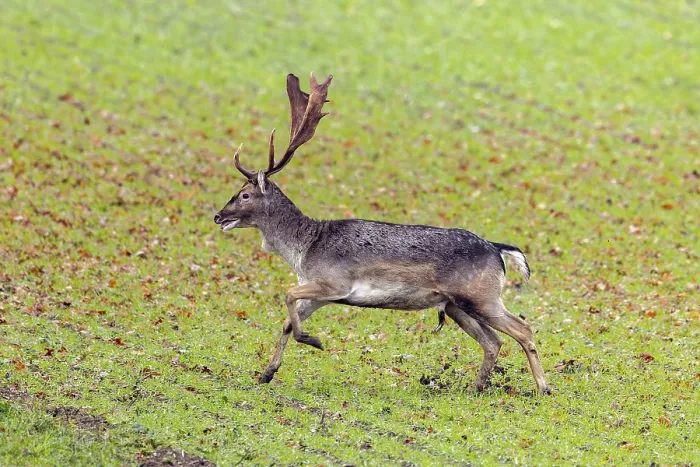 Framed Print : European fallow deer (Dama dama) buck  /  male running over field  /  farmland in autumn  /  fall