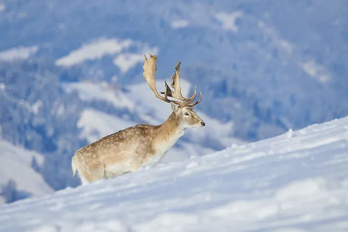 Framed Print : European fallow deer (Dama dama) buck on a snowy meadow in the mountains in tirol Framed Print : European fallow deer (Dama dama) buck on a snowy meadow in the mountains in tirol