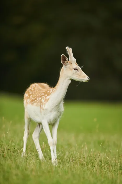 Framed Print : European fallow deer (Dama dama) buck standing on a meadow Framed Print : European fallow deer (Dama dama) buck standing on a meadow