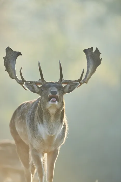 Framed Print : European fallow deer (dama dama) on a cold morning in autumn