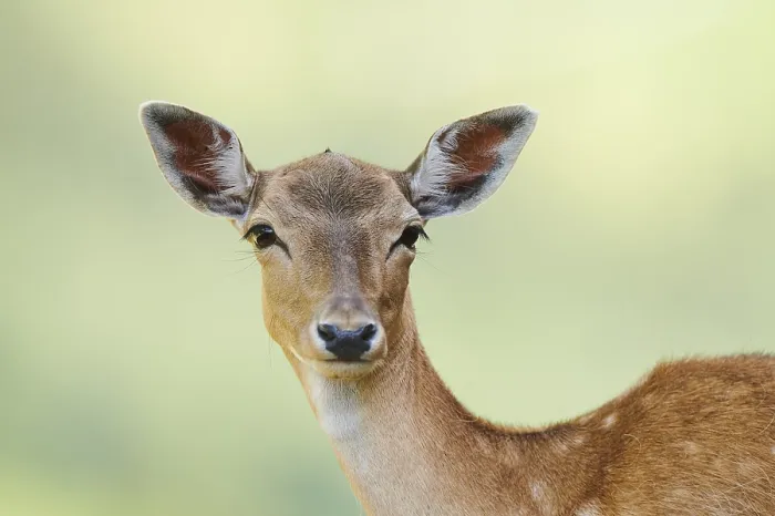 Framed Print : European fallow deer (Dama dama) doe