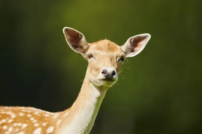 Framed Print : European fallow deer (Dama dama) doe