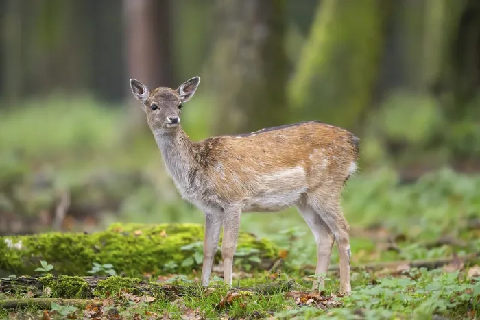 Framed Print : European fallow deer (dama dama) doe standing in a forest in autumn
