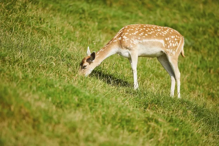 Framed Print : European fallow deer (Dama dama) doe standing on a meadow Framed Print : European fallow deer (Dama dama) doe standing on a meadow