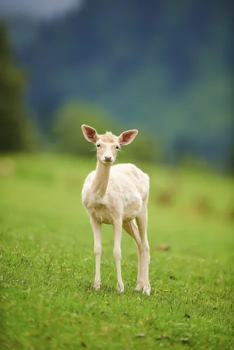 Framed Print : European fallow deer (Dama dama) fawn standing on a meadow Framed Print : European fallow deer (Dama dama) fawn standing on a meadow