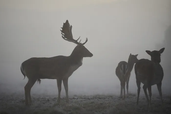 Framed Print : European fallow deer (dama dama) on a foggy morning in autumn