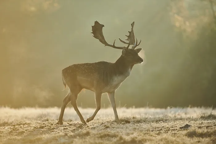 Framed Print : European fallow deer (dama dama) on a foggy morning in autumn Framed Print : European fallow deer (dama dama) on a foggy morning in autumn
