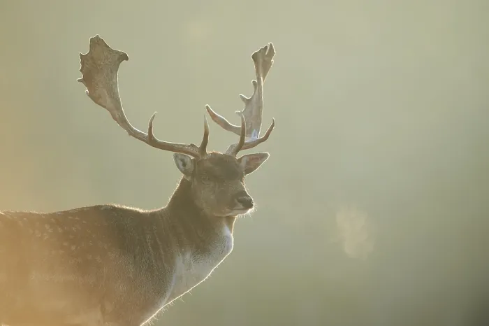 Framed Print : European fallow deer (dama dama) on a foggy morning in autumn