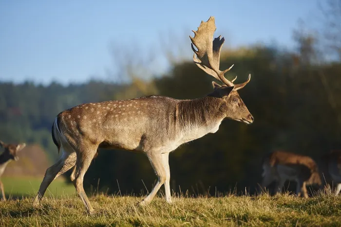 Framed Print : European fallow deer (dama dama) on a meadow in autumn