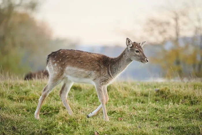 Framed Print : European fallow deer (dama dama) on a meadow in autumn