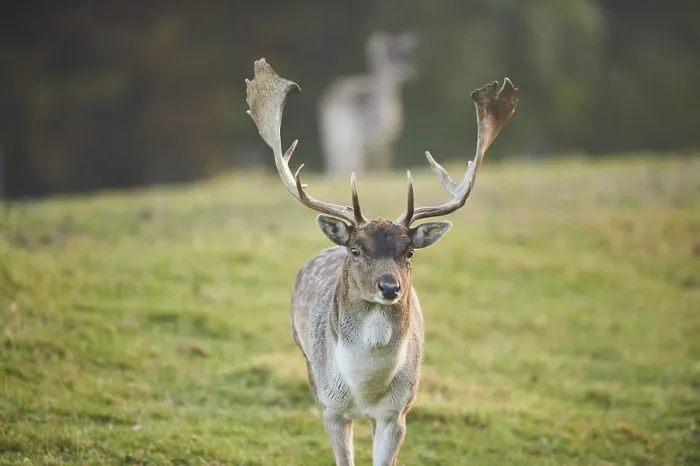 Framed Print : European fallow deer (dama dama) on a meadow in autumn