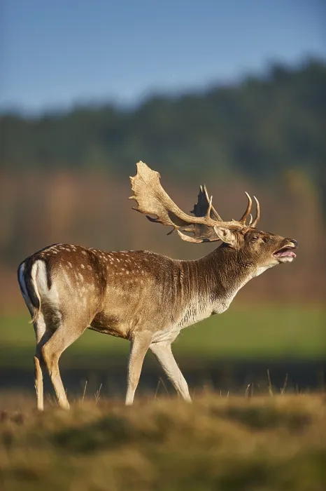 Framed Print : European fallow deer (dama dama) on a meadow in autumn Framed Print : European fallow deer (dama dama) on a meadow in autumn