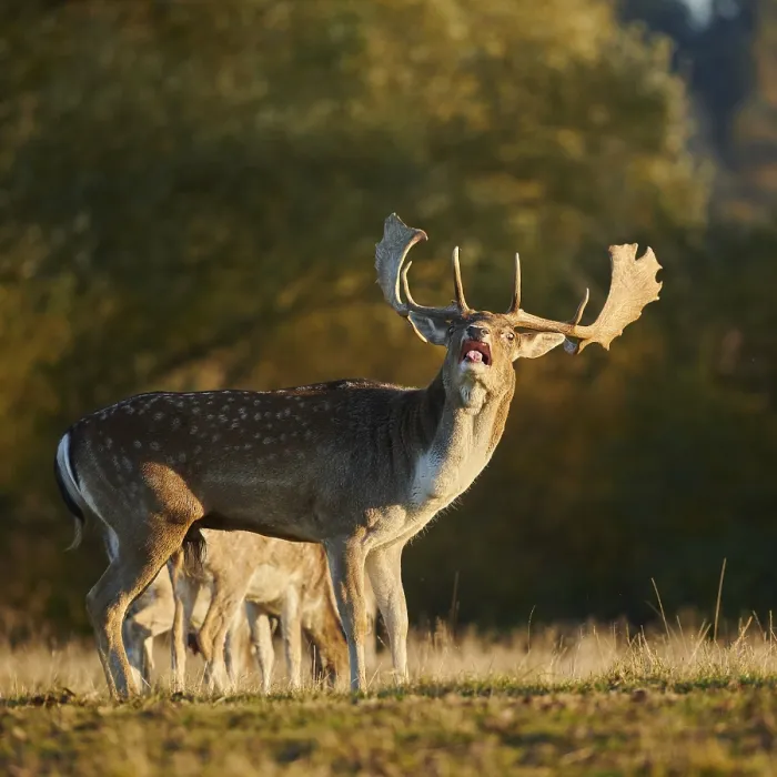 Framed Print : European fallow deer (dama dama) on a meadow in autumn