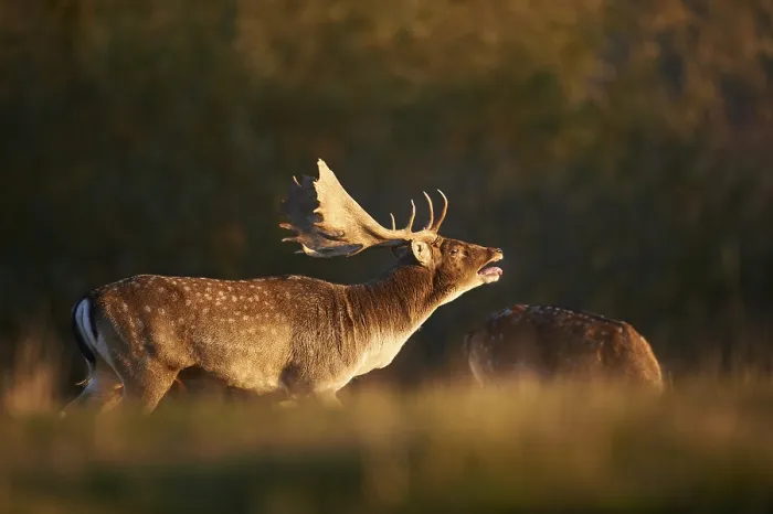 Framed Print : European fallow deer (dama dama) on a meadow in autumn