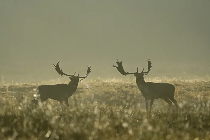 Framed Print : European fallow deer (dama dama) during the rut