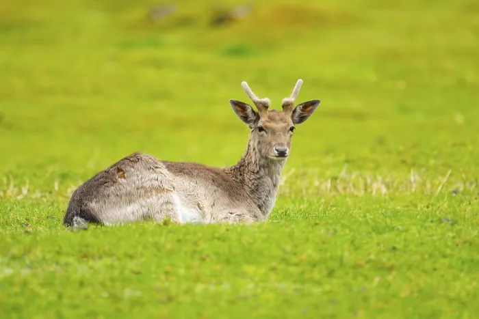 Framed Print : European fallow deer (Dama dama) stag lying on a meadow