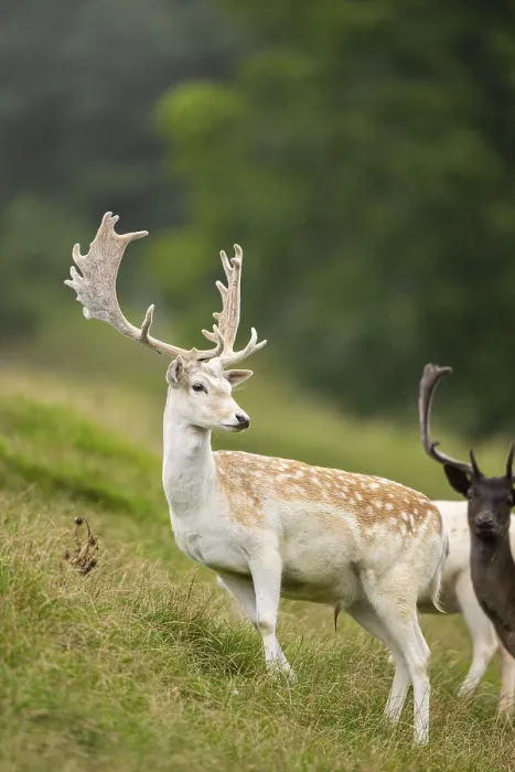 Framed Print : European fallow deer (Dama dama) stags on a meadow
