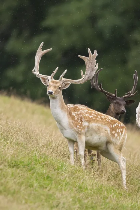 Framed Print : European fallow deer (Dama dama) stags on a meadow