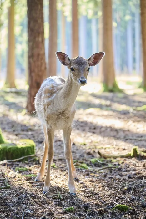 Framed Print : European fallow deer (Dama dama) youngster sin a forest
