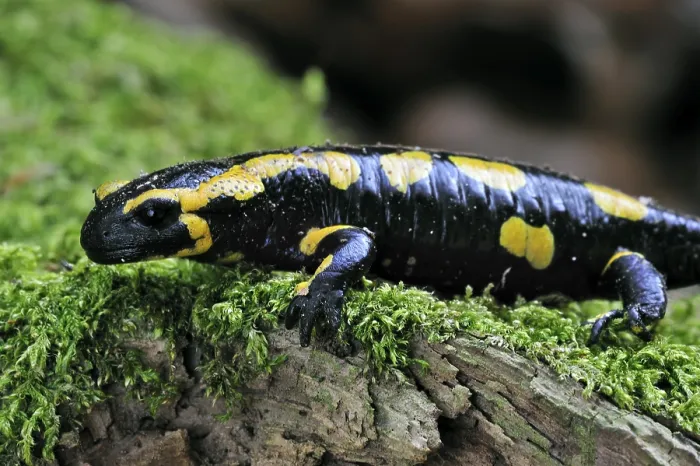 Framed Print : European, fire salamander (Salamandra salamandra) on moss Framed Print : European, fire salamander (Salamandra salamandra) on moss
