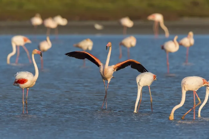 Framed Print : European Flamingo (Phoenicopterus roseus)