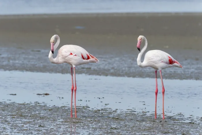 Framed Print : European Flamingo (Phoenicopterus roseus)