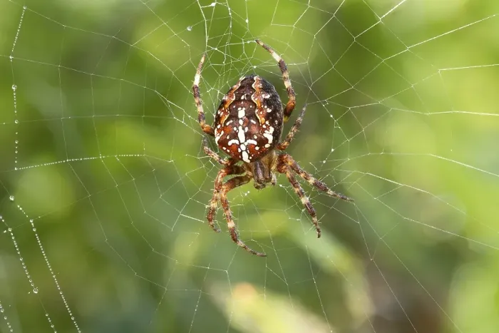 Framed Print : European garden spider (Araneus diadematus)