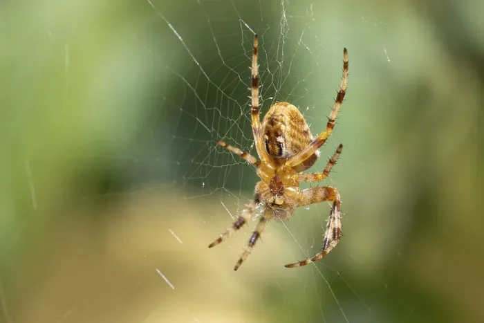 Framed Print : European garden spider (Araneus diadematus), lower view, sitting in web, Ternitz, Lower Austria, Austria, Europe Framed Print : European garden spider (Araneus diadematus), lower view, sitting in web, Ternitz, Lower Austria, Austria, Europe