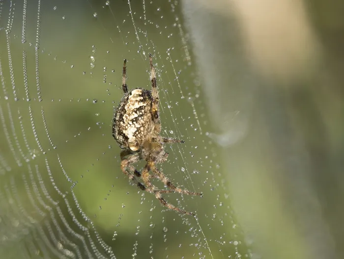 Framed Print : European garden spider (Araneus diadematus) Framed Print : European garden spider (Araneus diadematus)