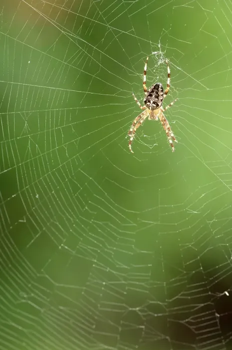 Framed Print : European Garden Spider (Araneus diadematus) on web