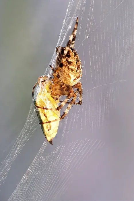 Framed Print : European garden spider (Araneus diadematus) in web with captured bug Framed Print : European garden spider (Araneus diadematus) in web with captured bug