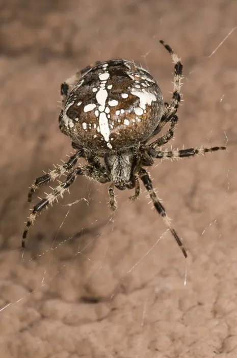 Framed Print : European garden spider or cross spider (Araneus diadematus) Framed Print : European garden spider or cross spider (Araneus diadematus)