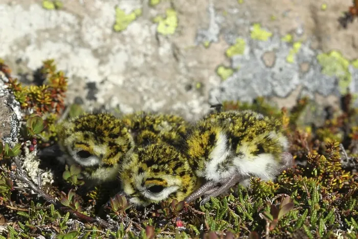 Framed Print : European golden plover (Pluvialis apricaria) Framed Print : European golden plover (Pluvialis apricaria)