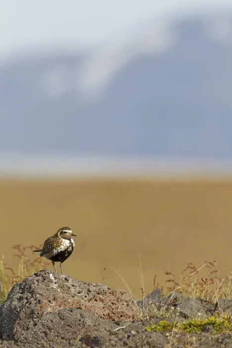 Framed Print : European Golden Plover (Pluvialis apricaria) Framed Print : European Golden Plover (Pluvialis apricaria)
