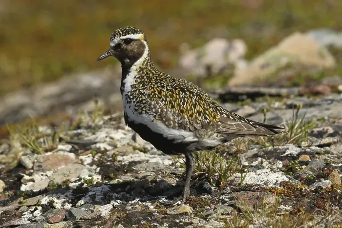 Framed Print : European golden plover (Pluvialis apricaria) in Tundra