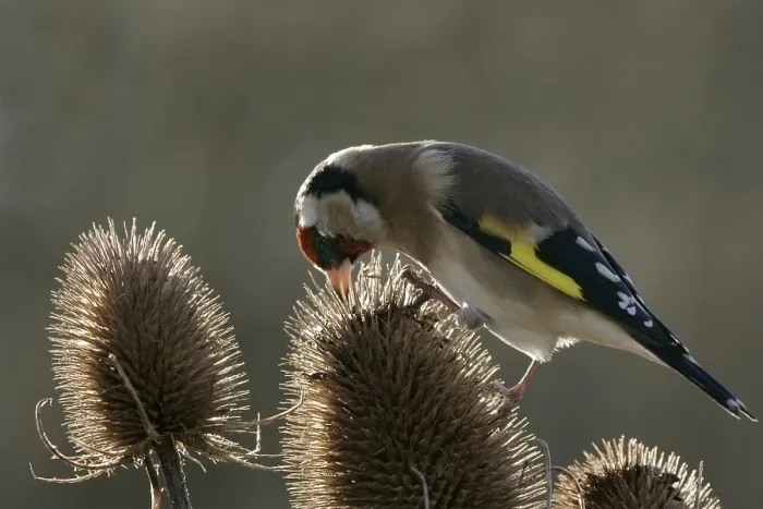Framed Print : European goldfinch (Carduelis carduelis)