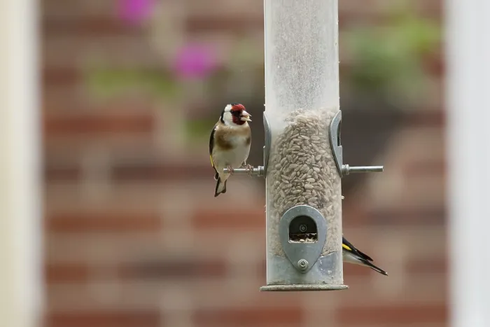 Framed Print : European goldfinch (Carduelis carduelis) adult bird feeding on a garden bird feeder filled with sunflower seed hearts Framed Print : European goldfinch (Carduelis carduelis) adult bird feeding on a garden bird feeder filled with sunflower seed hearts