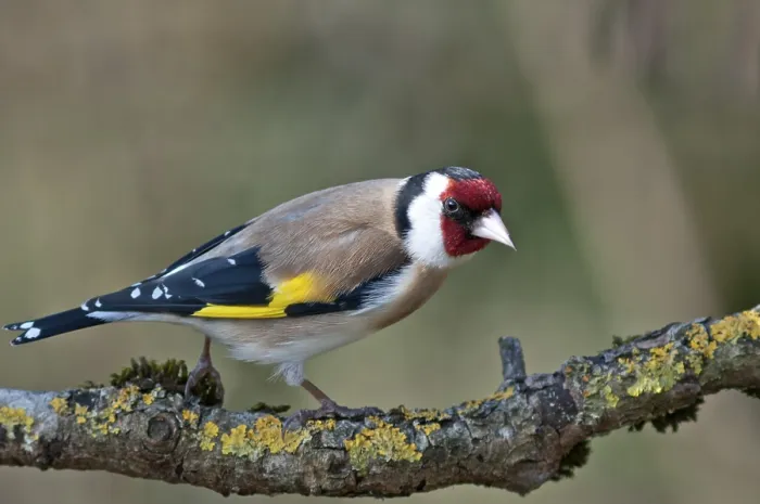 Framed Print : European Goldfinch or Goldfinch (Carduelis carduelis)