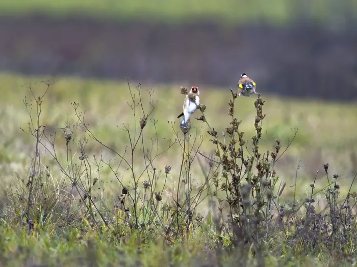 Framed Print : European goldfinch on the twig Framed Print : European goldfinch on the twig