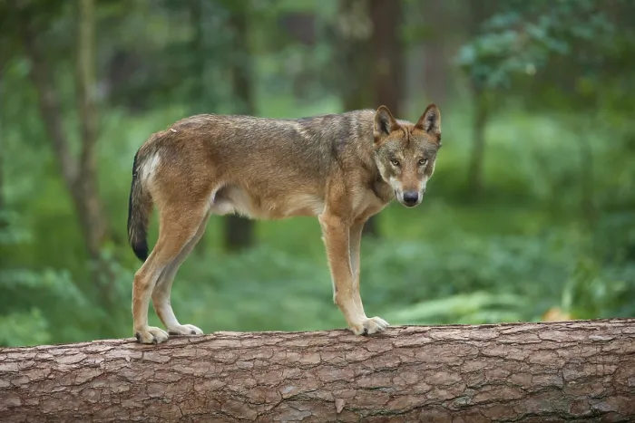 Framed Print : European gray wolf (Canis lupus)