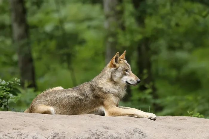 Framed Print : European gray wolf (Canis lupus) Framed Print : European gray wolf (Canis lupus)