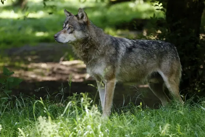 Framed Print : European gray wolf (Canis lupus) in the forest, France, Europe