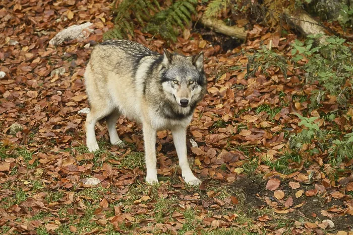 Framed Print : European gray wolf (Canis lupus lupus) Framed Print : European gray wolf (Canis lupus lupus)