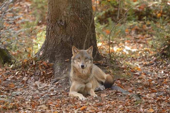 Framed Print : European gray wolf (Canis lupus lupus) in autumn forest Framed Print : European gray wolf (Canis lupus lupus) in autumn forest