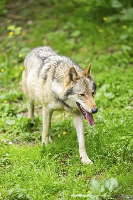 Framed Print : European gray wolf (Canis lupus lupus) on a meadow Framed Print : European gray wolf (Canis lupus lupus) on a meadow