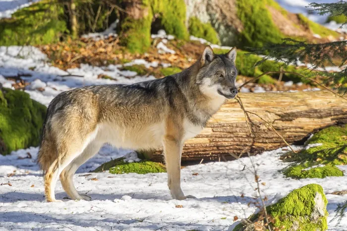Framed Print : European gray wolf (Canis lupus lupus) standing in a forest in winter Framed Print : European gray wolf (Canis lupus lupus) standing in a forest in winter