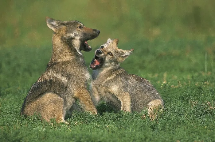 Framed Print : EUROPEAN gray wolf (canis lupus), WELPE PLAYING Framed Print : EUROPEAN gray wolf (canis lupus), WELPE PLAYING