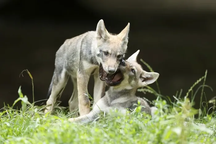 Framed Print : Two European Gray wolf (Canis lupus)playing puppies